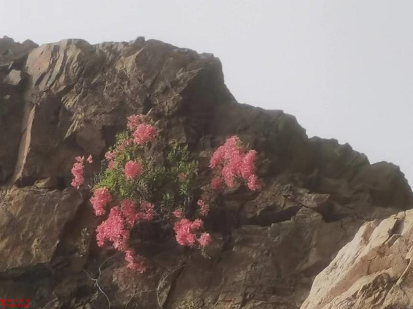 我爱九头崖红杜鹃