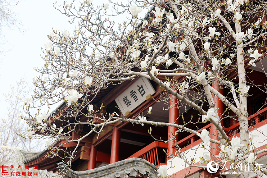 济南趵突泉玉兰盛开醉游人